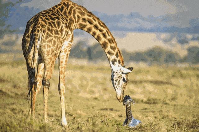 长颈鹿踢飞狮子,狮子偷袭长颈鹿长颈鹿使出杀手锏