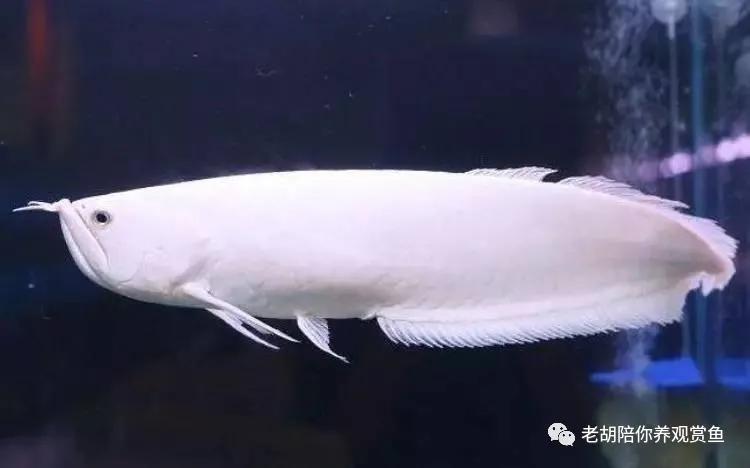 龙鱼褪色呆滞,龙鱼鳞片褪色