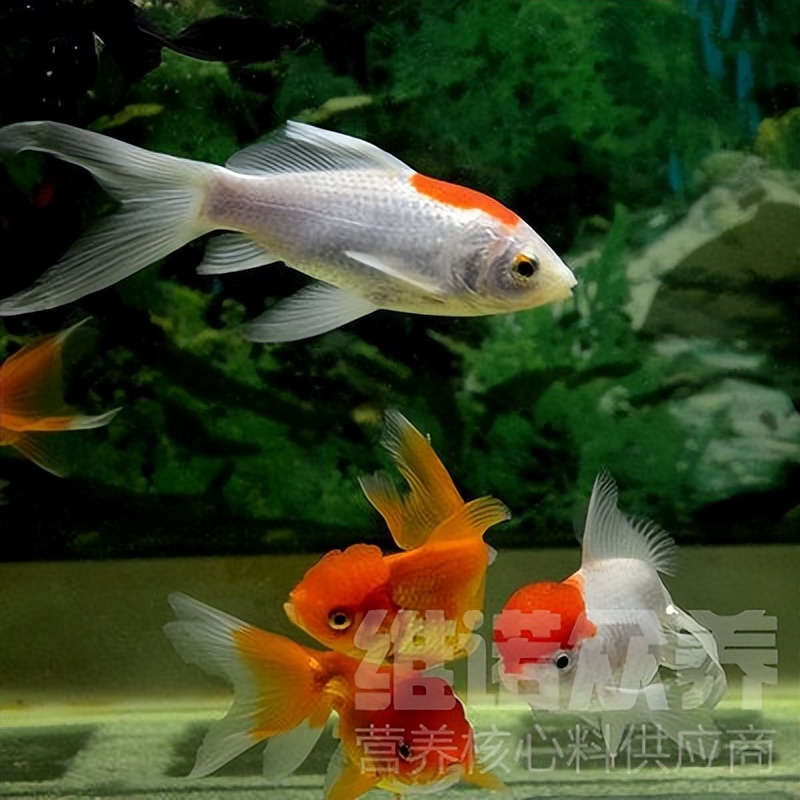 观赏鱼养殖技术及方法大全图解,十大观赏鱼养殖技巧