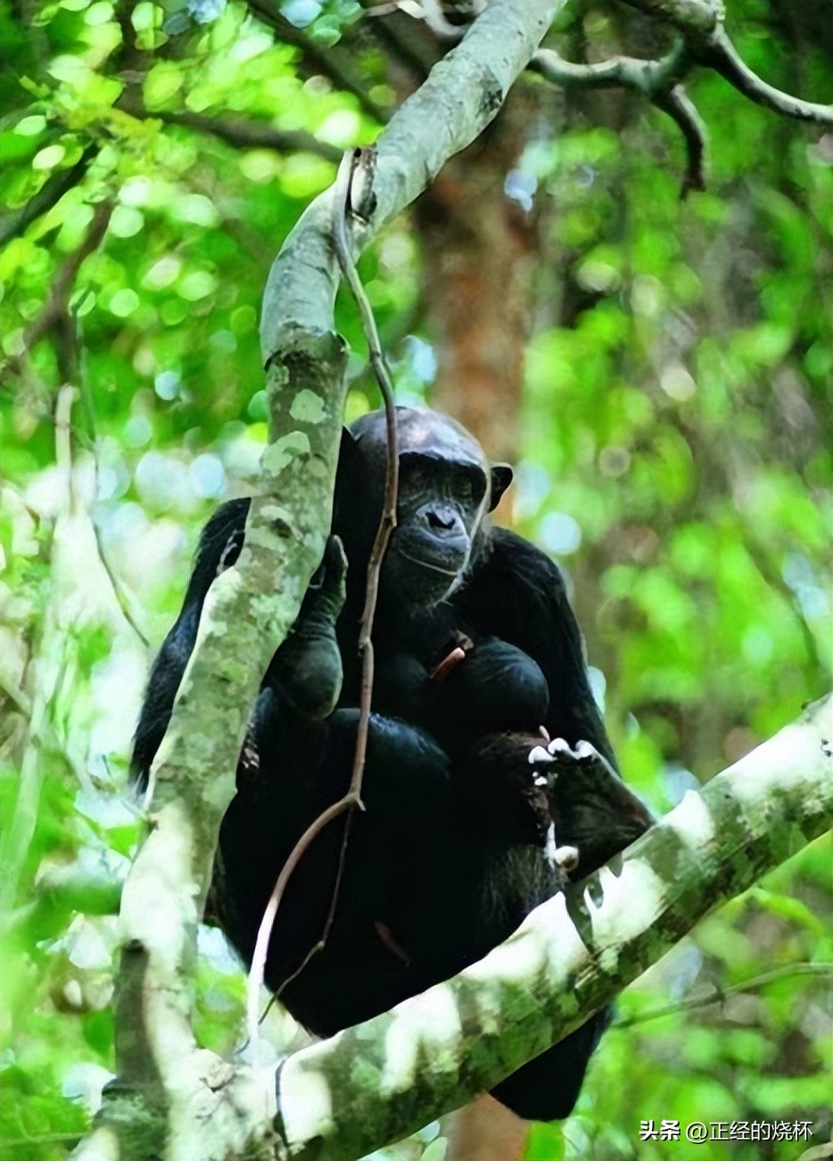 类人猿的身体特征有哪些,类人猿是什么动物