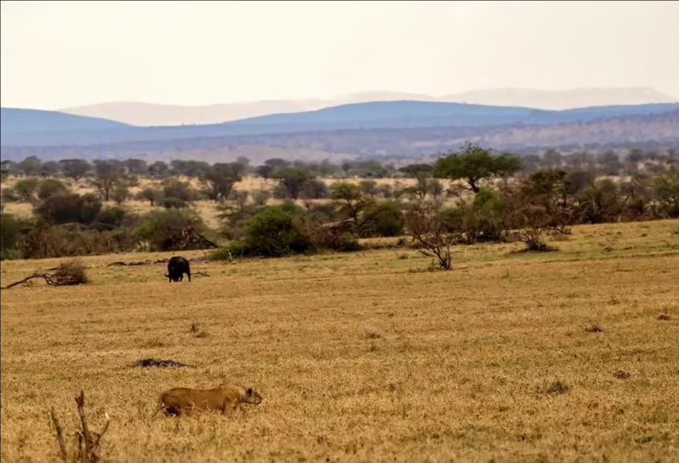 猎豹不是豹子吗,猎豹不是豹