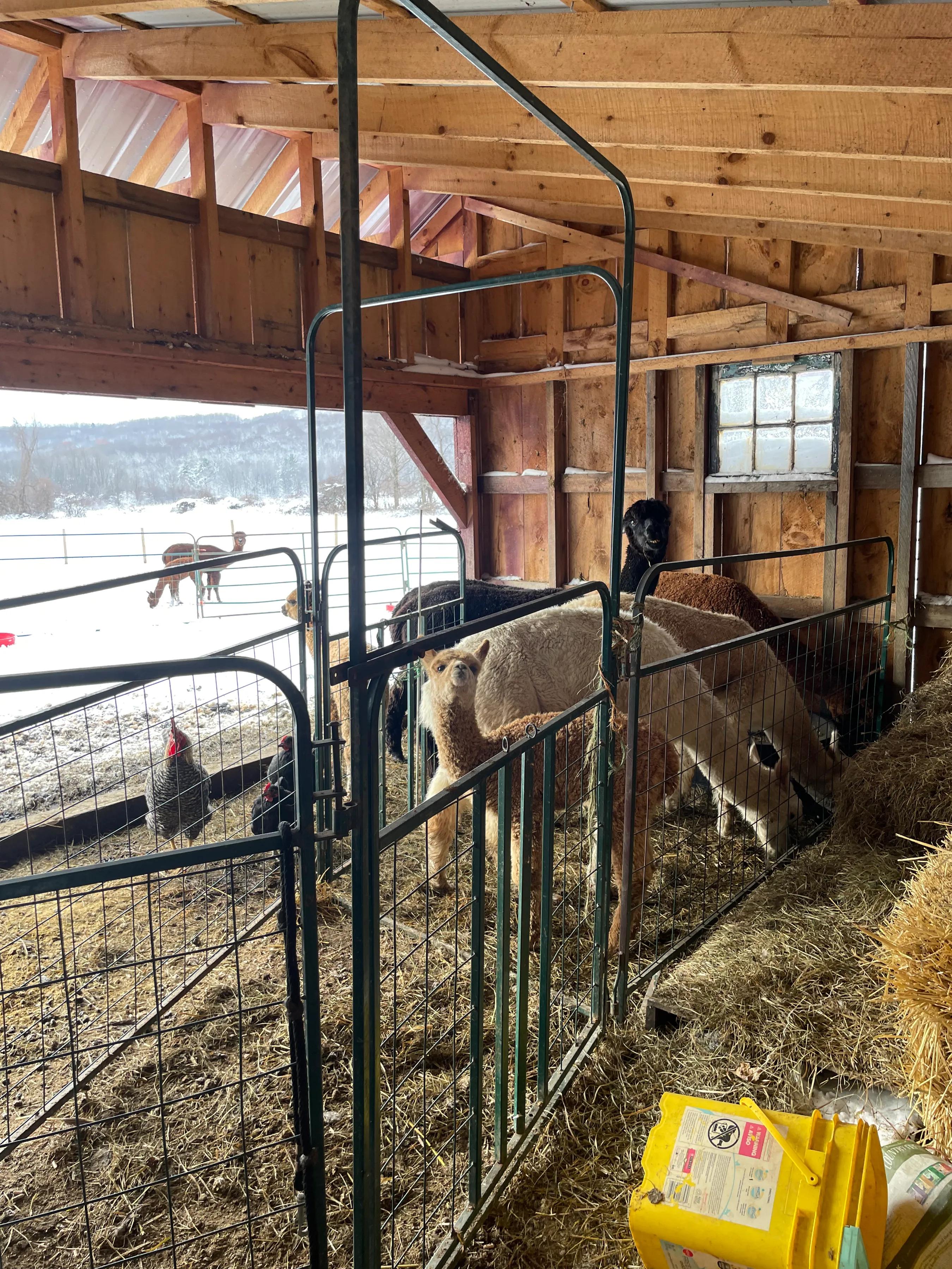 羊驼和驼羊是一个品种吗视频,羊驼和驼羊哪个是有刘海的