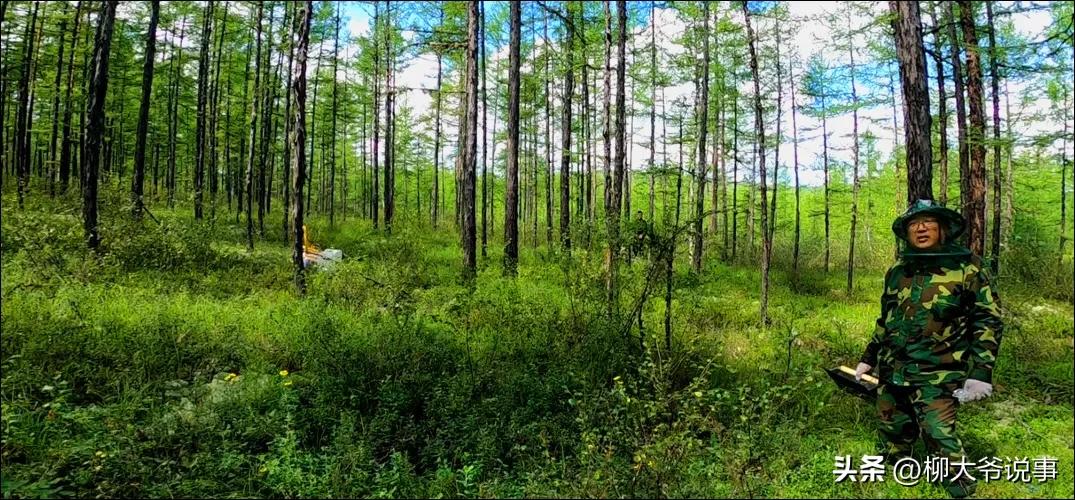 大兴安岭“采山”日赚千元是真的吗？哈尔滨小伙亲自体验结局亮了