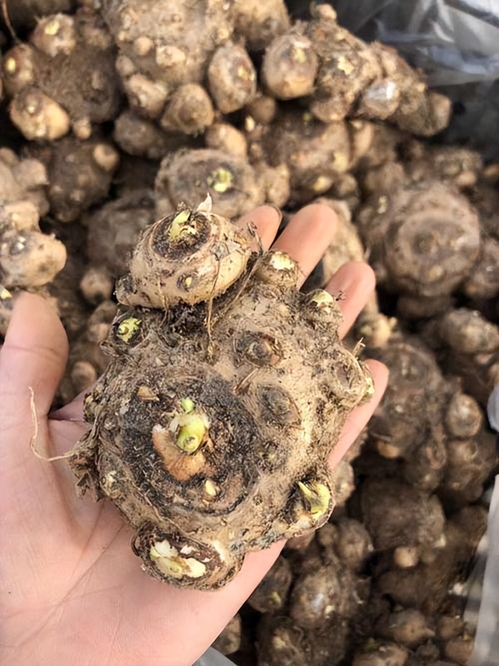 这3种花漂亮又好养1年能开300多天,5种花超好养漂亮上档次