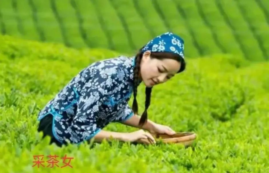 不系舟微博《诗路茶道》