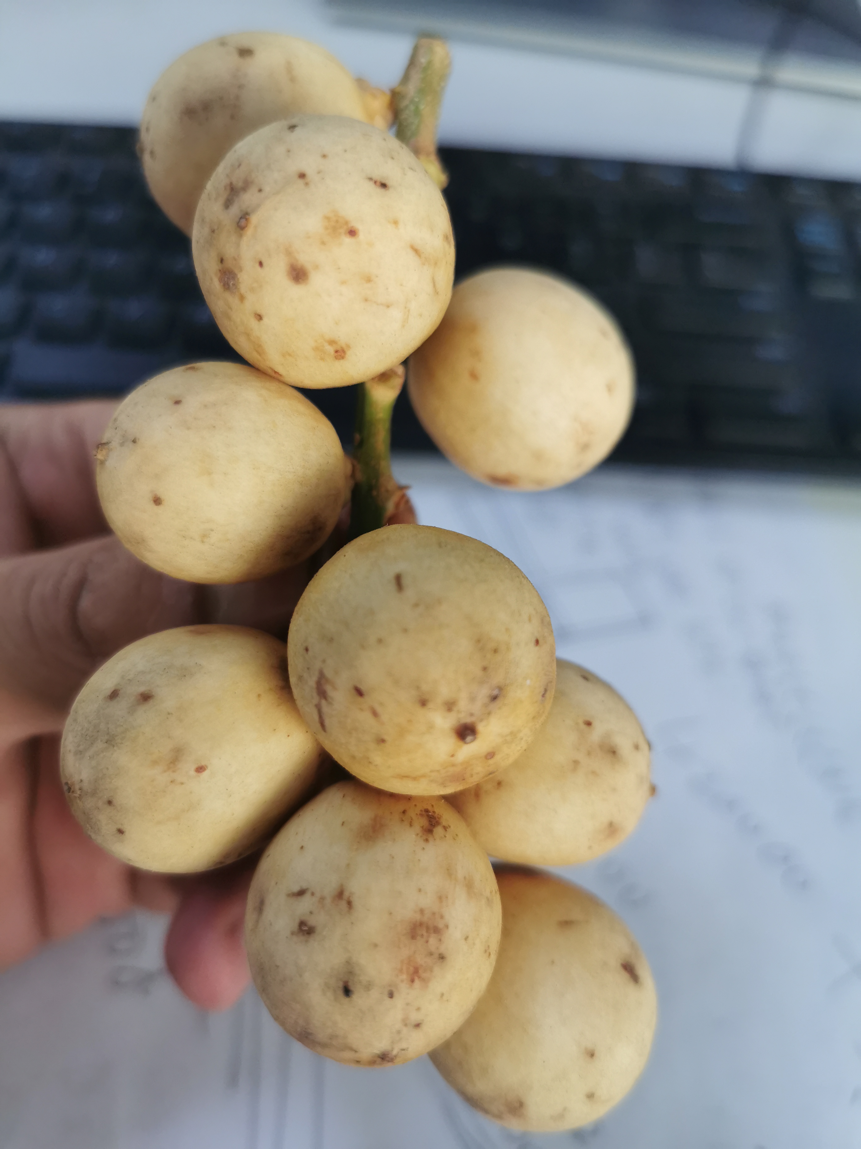 青山印尼项目,青山印尼钢铁厂