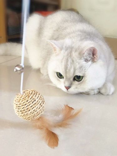 买英短看品相,买英短猫要问卖家什么问题