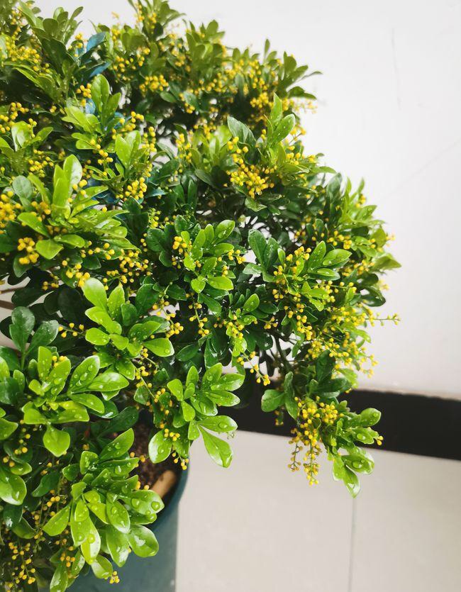 米兰花怎样养护才能开花多,米兰花的养护方法和注意事项