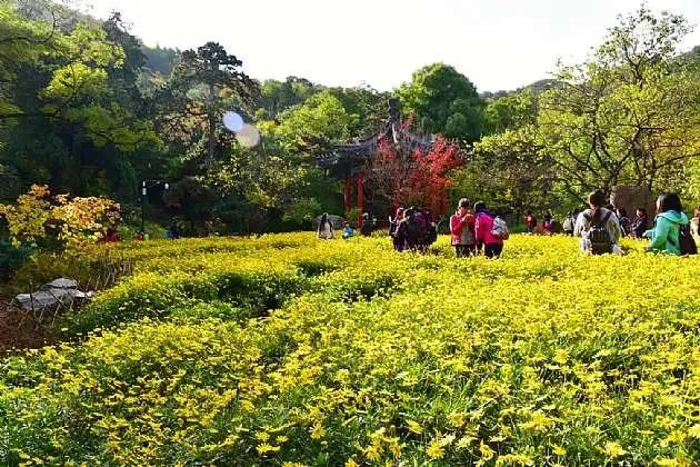 美好春景举家游,美好春日