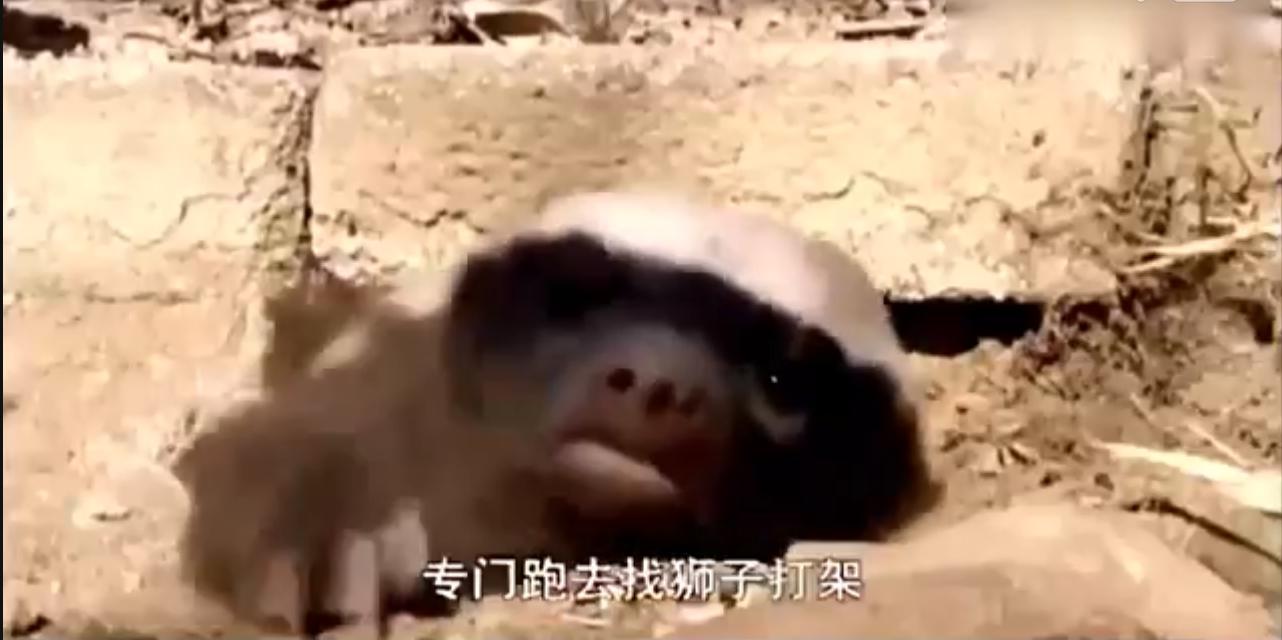 非洲“平头哥”蜜獾有多强？我来告诉你