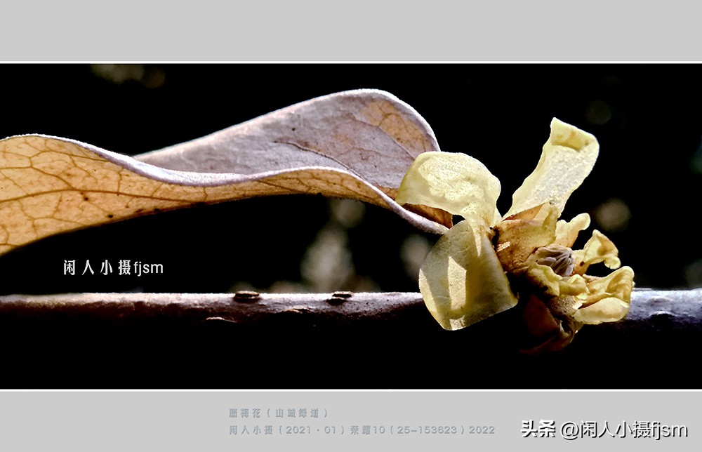 手机拍摄微距人像教程,关于手机微距摄影的一些小技巧