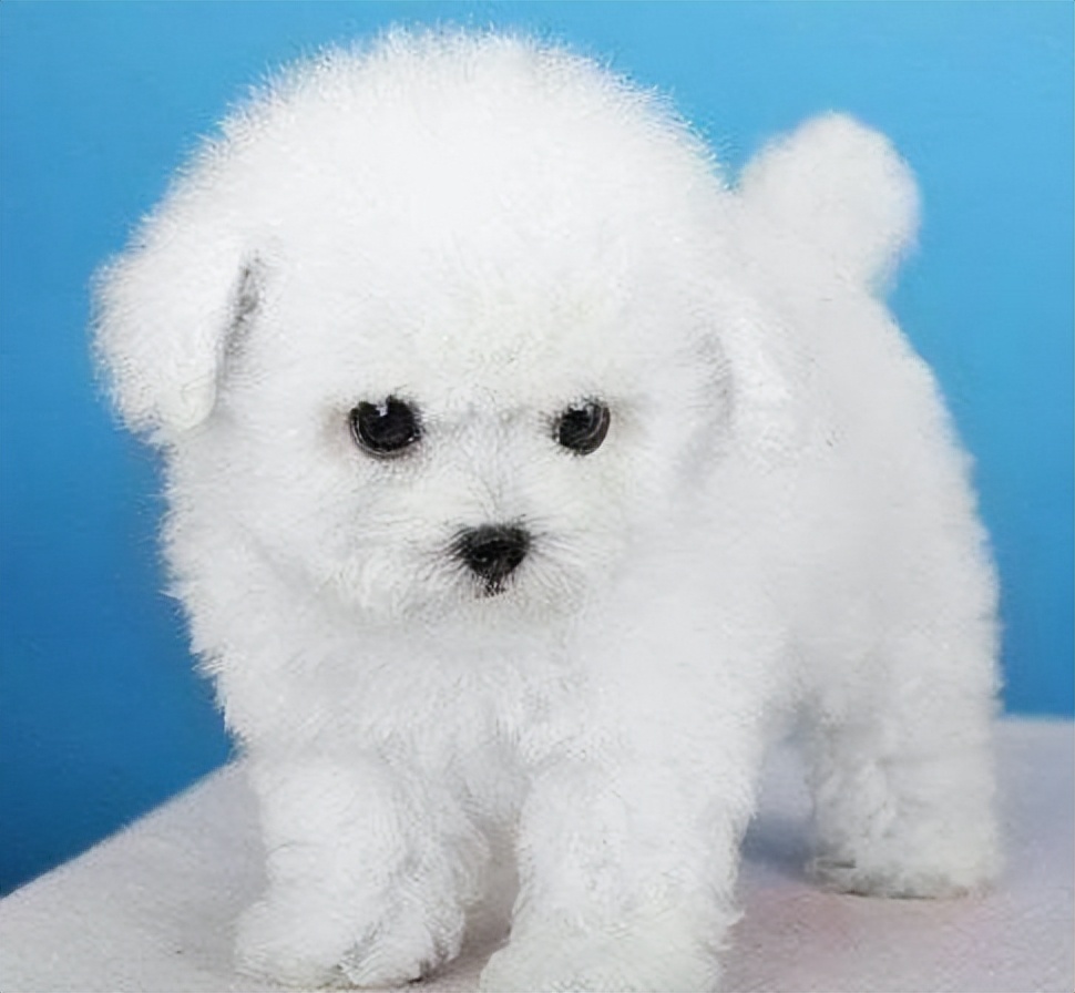 比熊犬生孩子怎么饲养,好比熊犬的标准