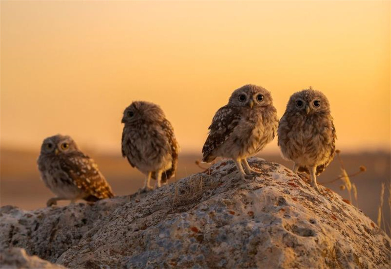 一组真实的照片:120米的长距离水漂,墨西哥的陶土武士