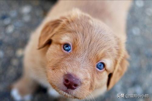 比熊狗狗去泪痕狗粮推荐,狗狗泪痕严重喂什么狗粮