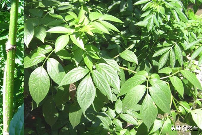 当前苗木市场如何发展,当下苗市紧缺的品种