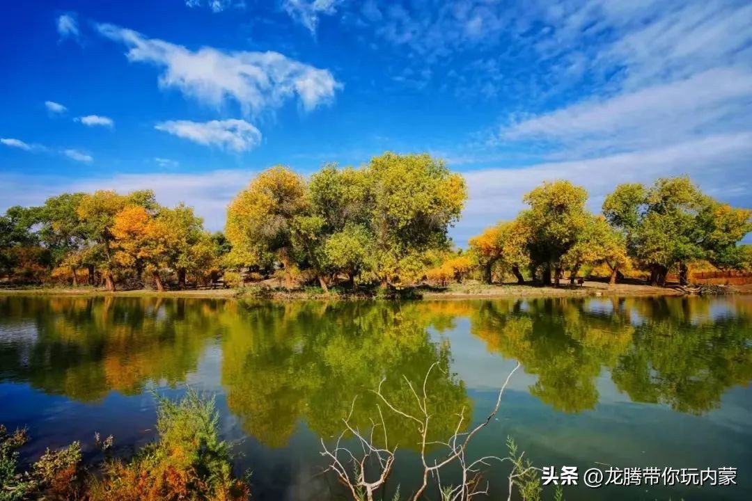 初秋额济纳胡杨林风景,额济纳秋天美景