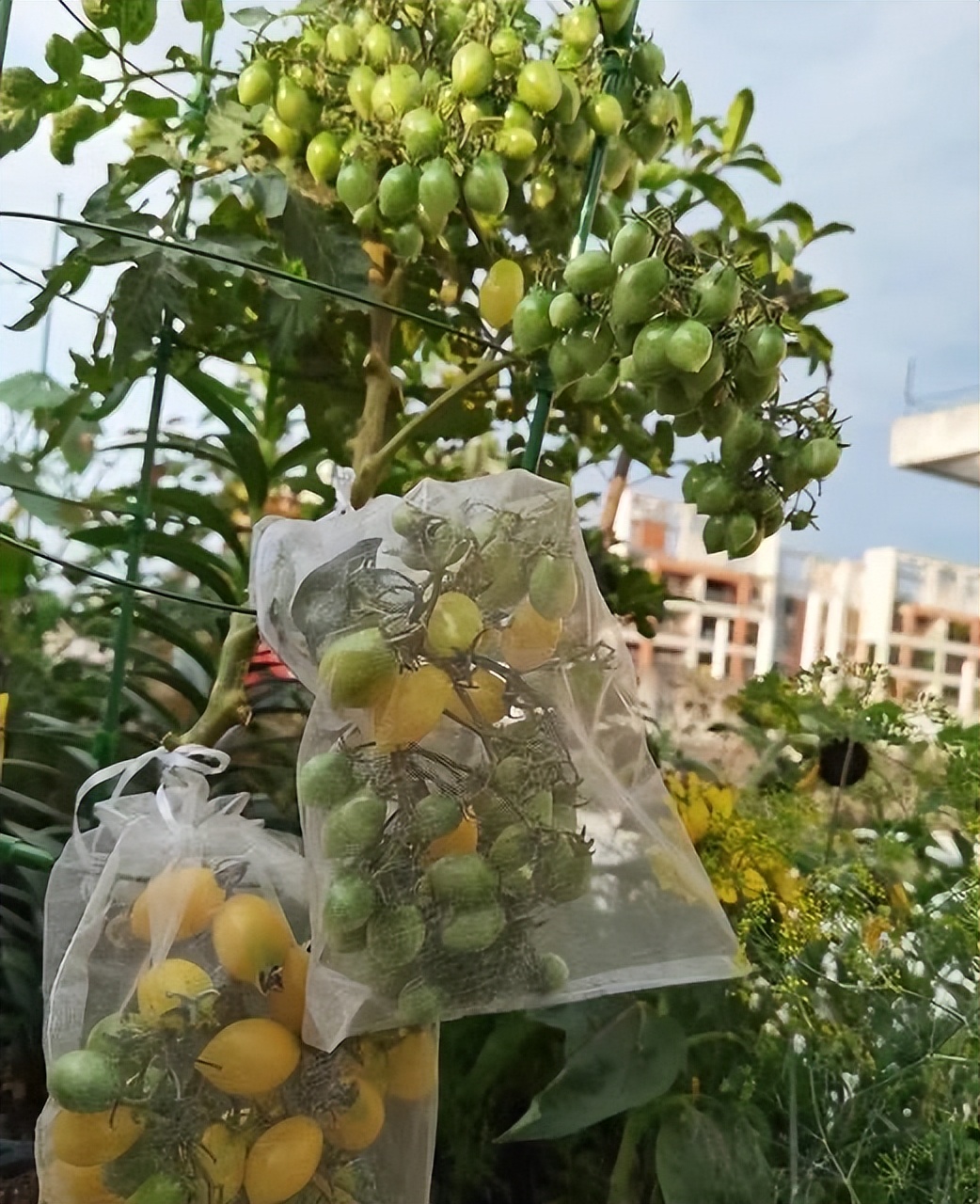 阳台种菜的100种方法,阳台种菜的正确方法大全