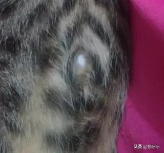 你见过猫咪吞口水吗,猫咪有肚脐眼吗