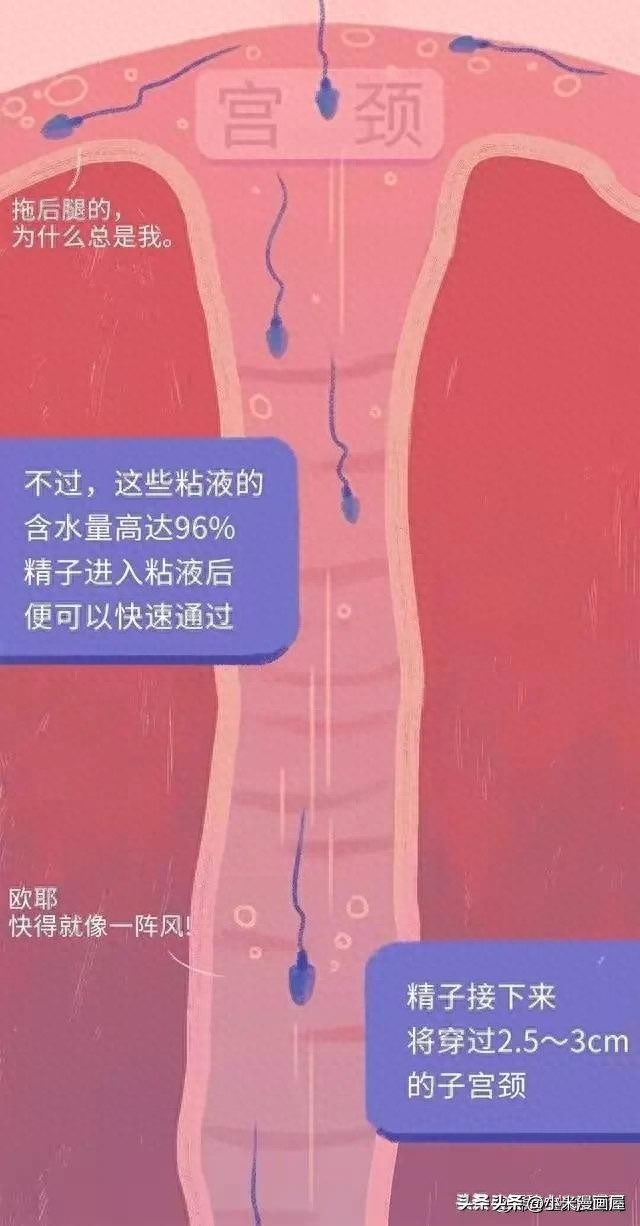 精子进入女性体内的24小时，都经历了什么？漫画