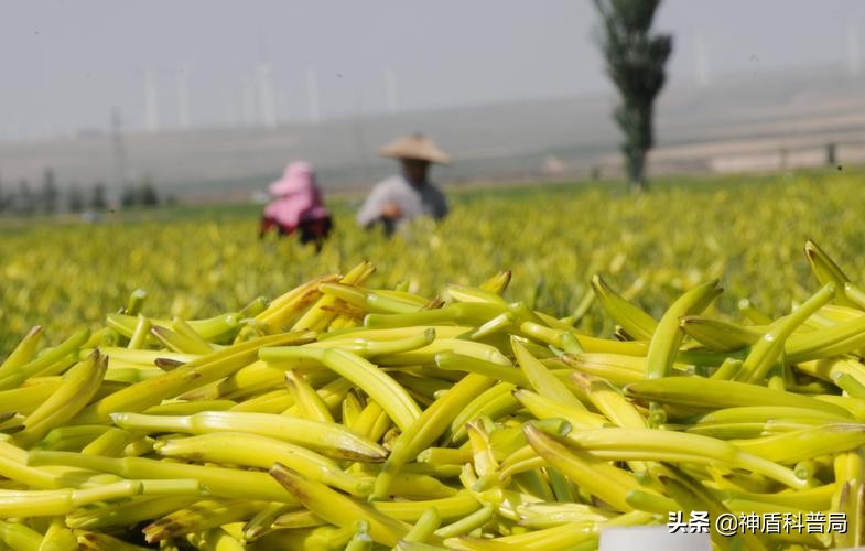 黄花菜开到什么时候采摘品质最佳,黄花菜啥时候最重