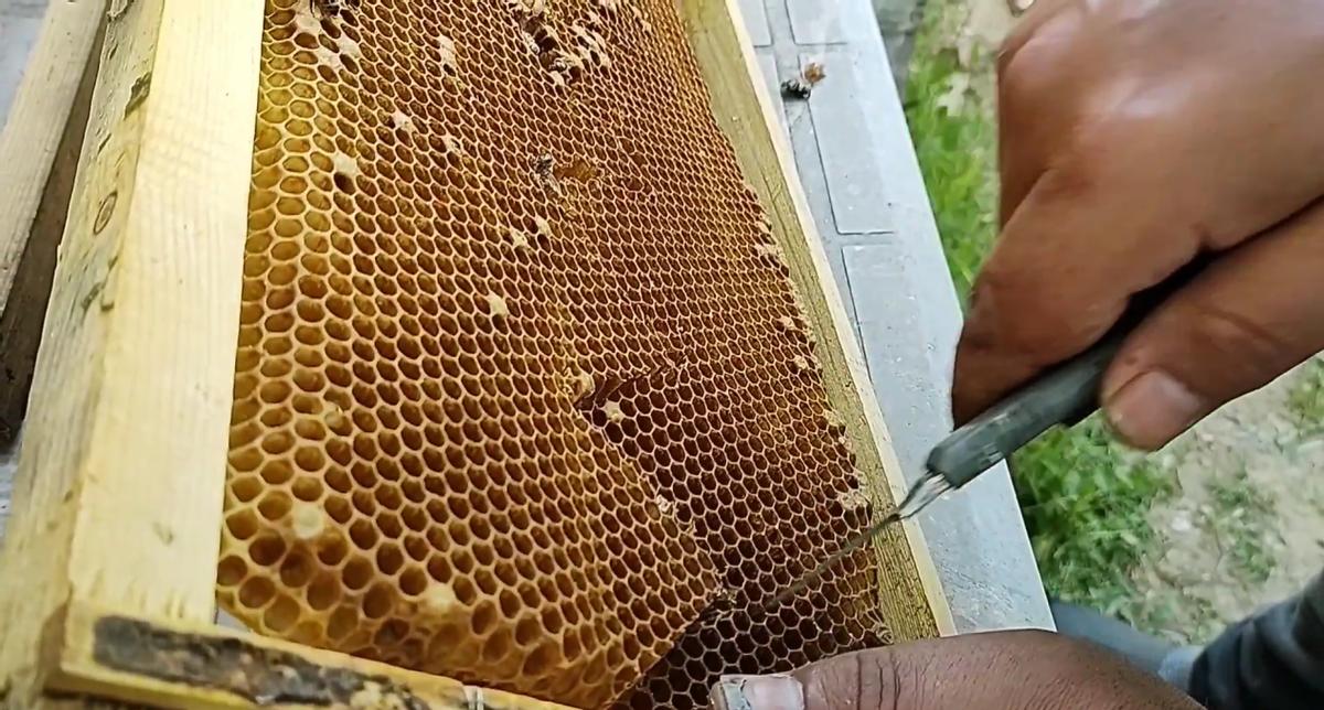 不耽误繁殖的育王方法,养蜂不会育王更换新王怎么办