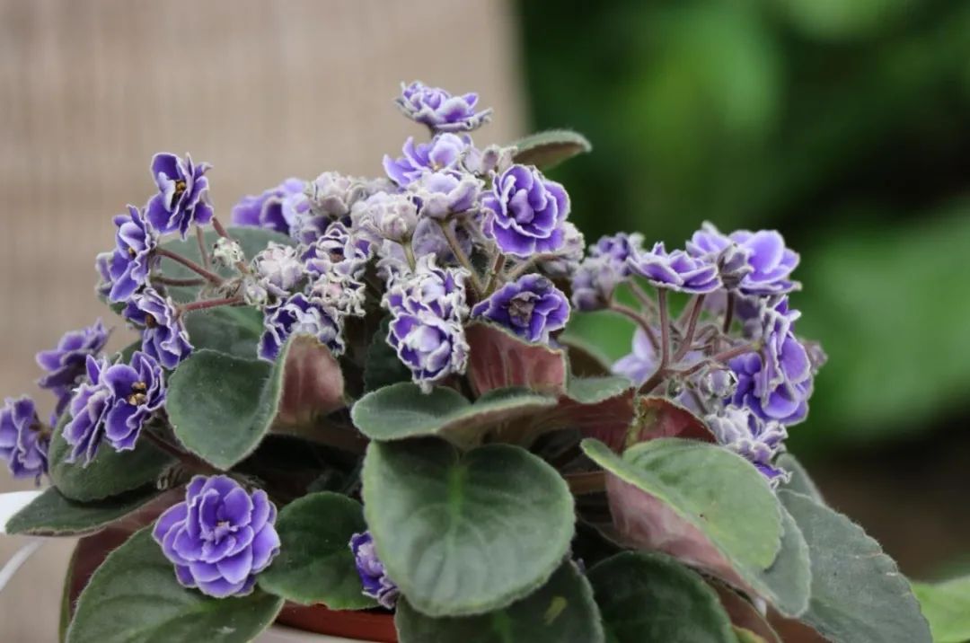 绿边紫罗兰植物图片,非洲紫罗兰怎么浇水