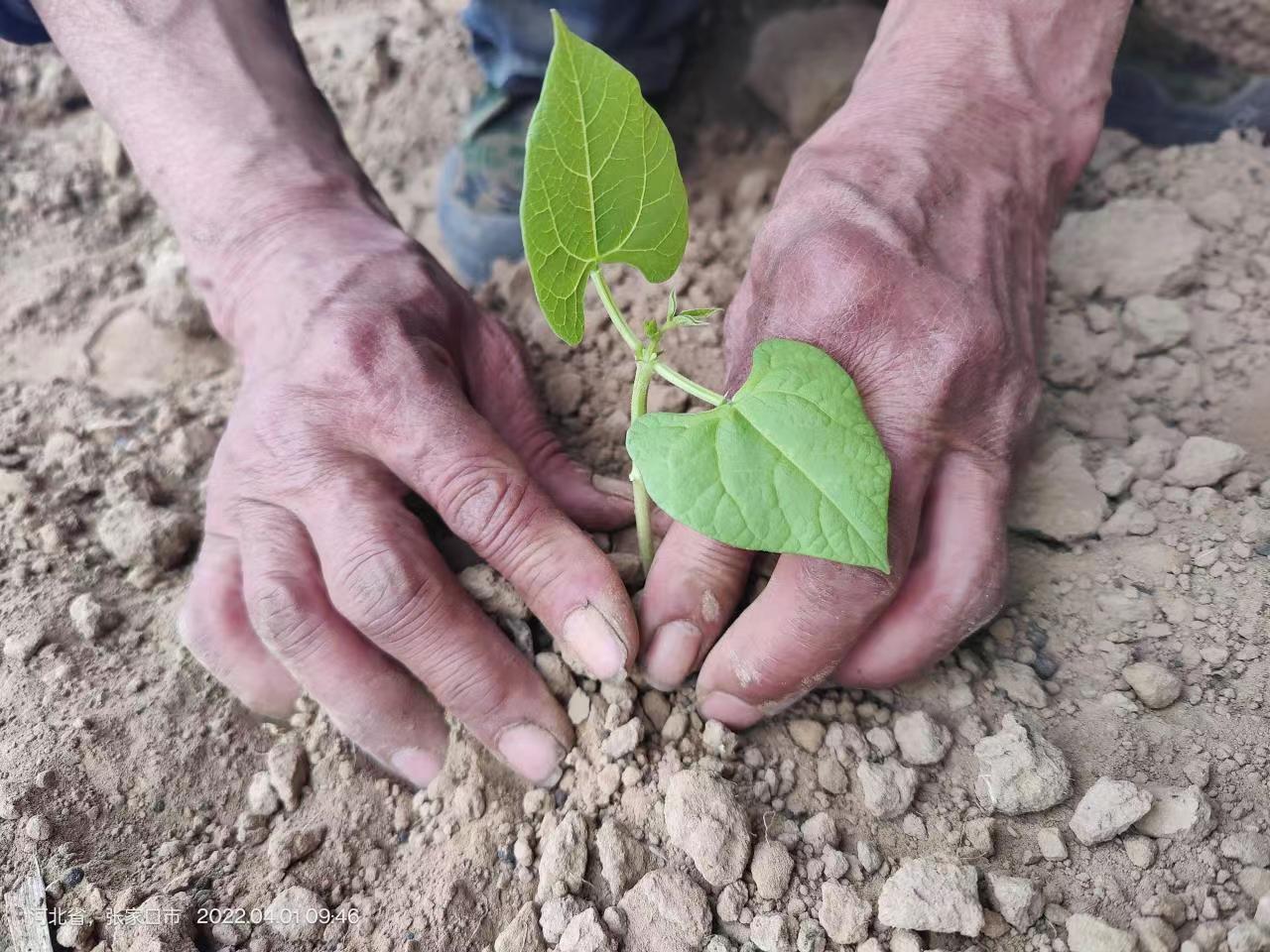 什么是有机农业生产的基础和核心,真正有机食品怎么种植