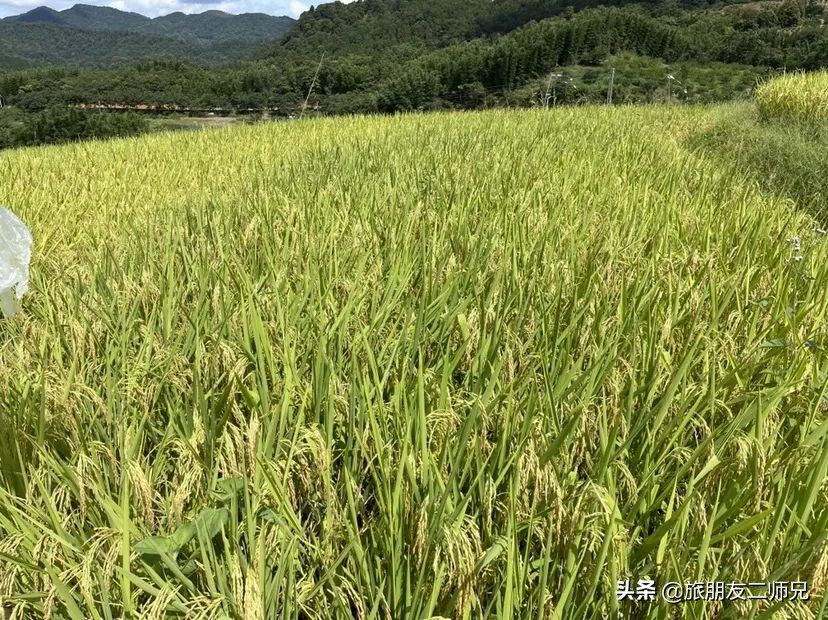 从化吕田一日游必去景点,从化溪头村自驾徒步攻略
