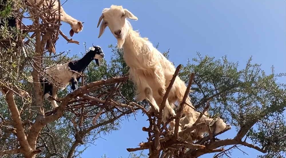 摩洛哥踢球干净吗,摩洛哥的羊为什么上树