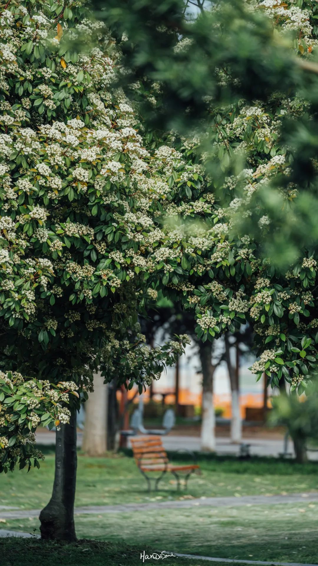 梧桐絮和石楠花,极限二选一