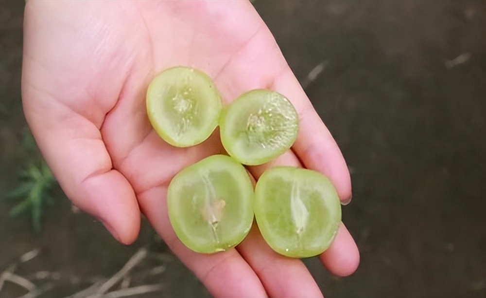 阳光玫瑰是药水泡的吗,阳光玫瑰的作用和处理方法