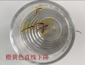 红花与西红花区别图表,红花西红花特殊鉴别方法