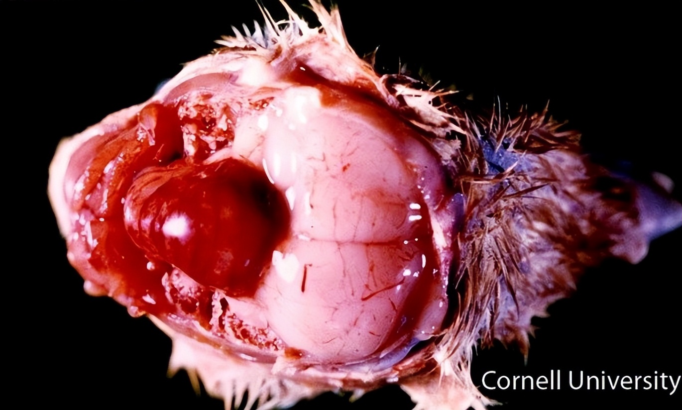 畜禽维生素缺乏的原因,养鸡微量元素缺乏的症状