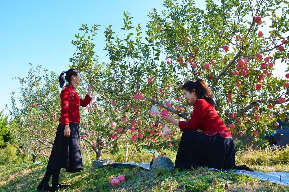 抓住秋天摘苹果,抓住秋天的尾巴赏红叶