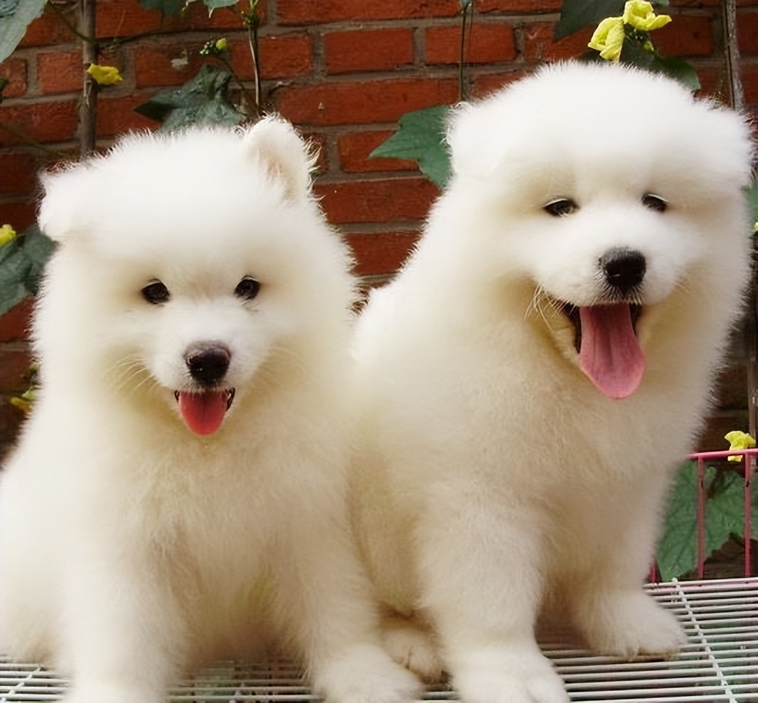 什么狗比较温顺不乱叫,哪种狗最聪明温顺可爱