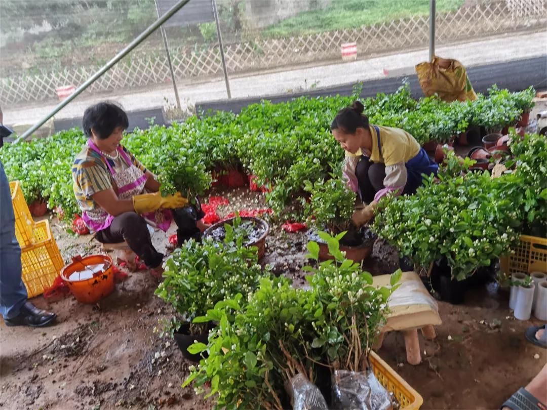 好一朵横州茉莉花搭上“电商快车”走天下