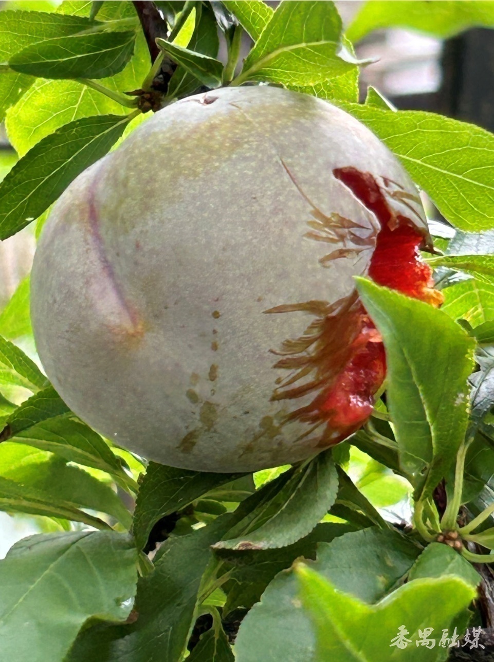 野生鸟类保护幼崽,农村常见的鸟类保护动物