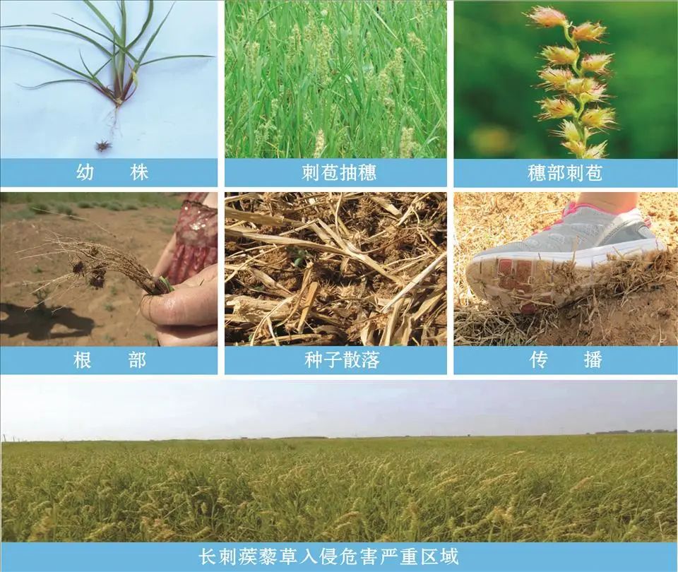 发现外来入侵物种归哪个部门,还需警惕的外来入侵物种