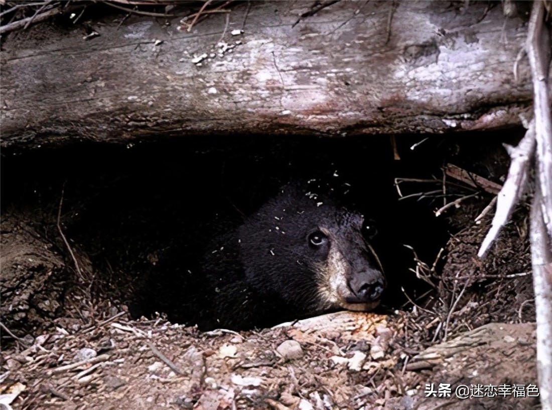 大黑熊伤人,黑熊是怎么伤人的