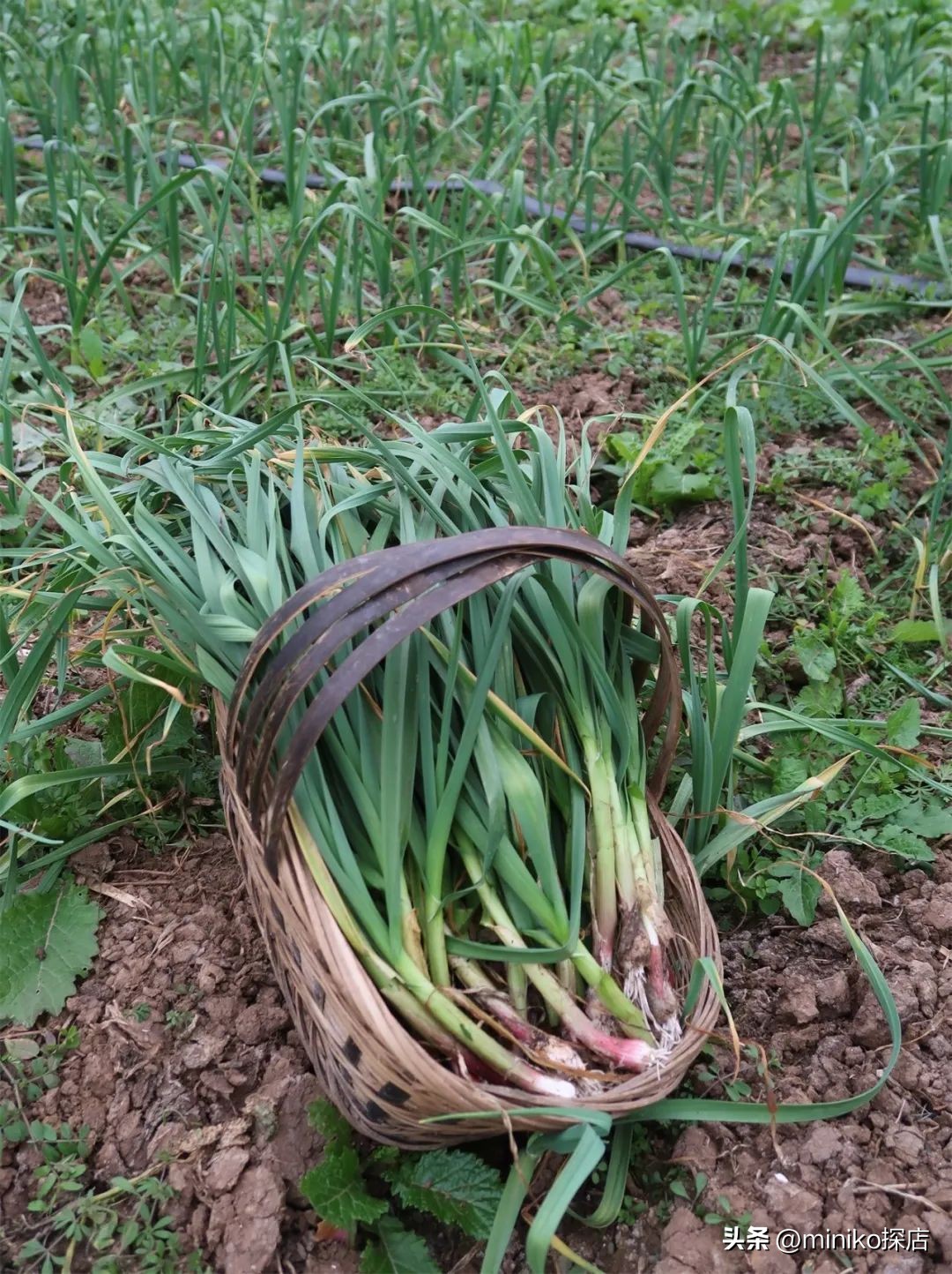 所有女孩子做过的梦，她们都帮你实现了！