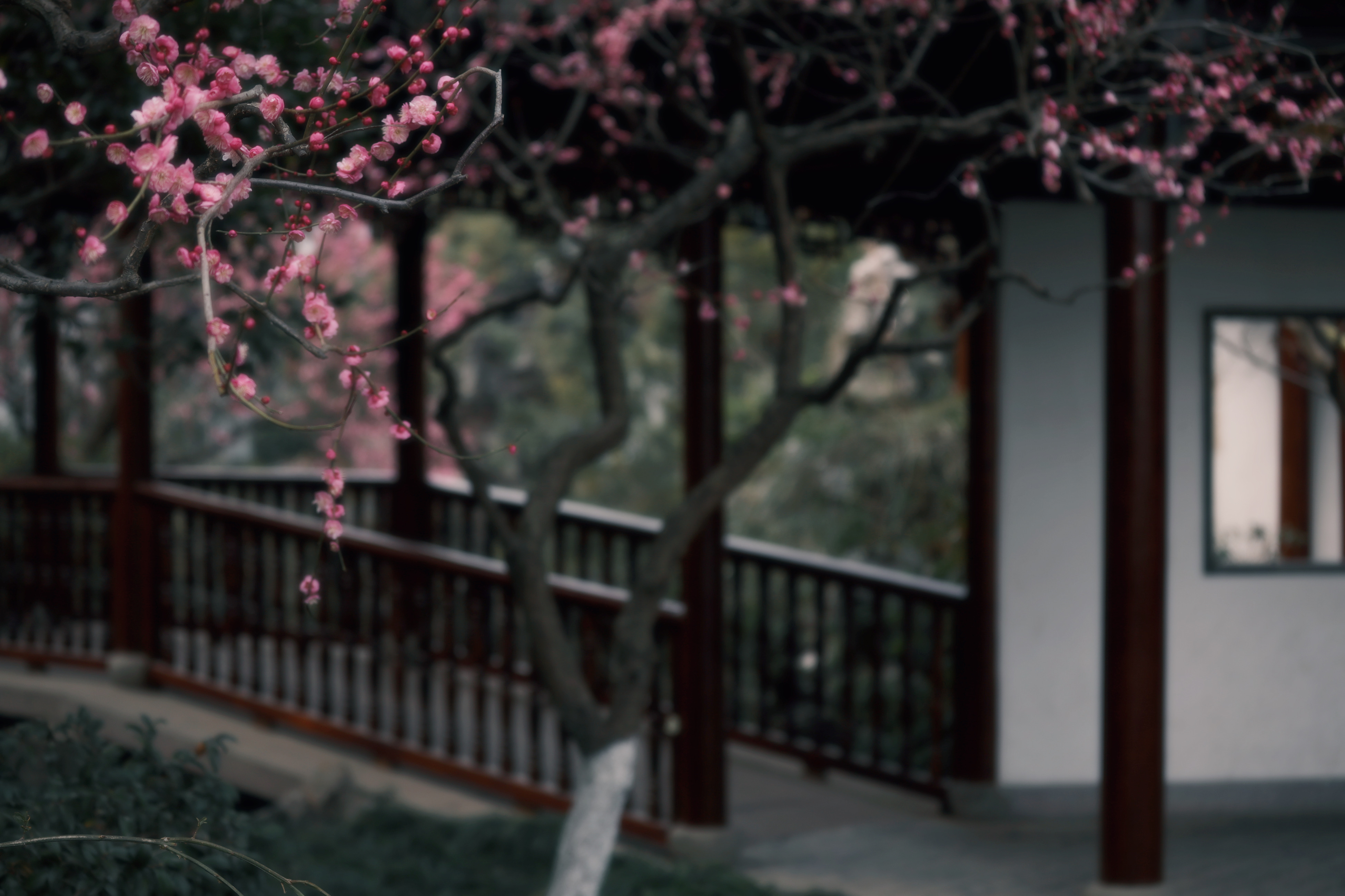 杭州植物园梅花哪里最茂盛,杭州超山再现十里梅花香雪海盛况