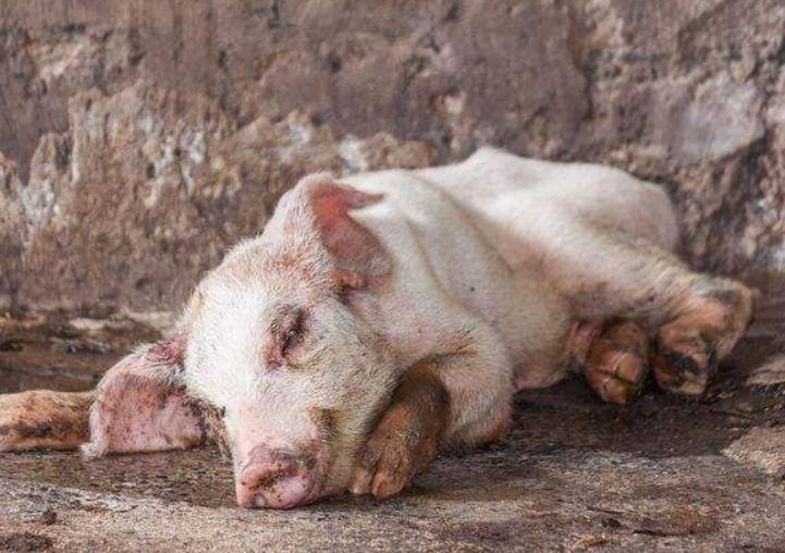 猪传染性胃肠炎腹泻活疫苗,猪流行性腹泻的解决方法