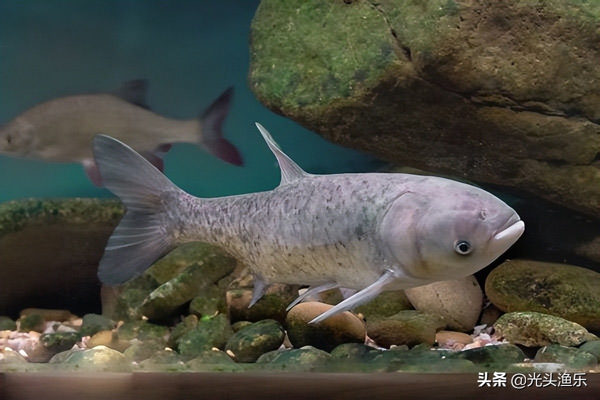 喝水就长肉，一次产卵百万枚，鱼类为何没能成为主要肉类？