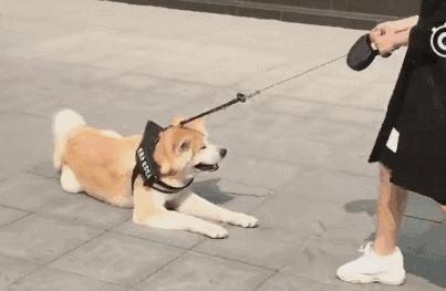 为什么养柴犬的人很少啊,为什么养秋田