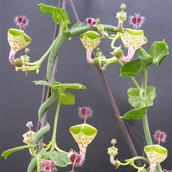 102个大类近500个多肉植物图片，都极其美丽，建议在家中也养一盆