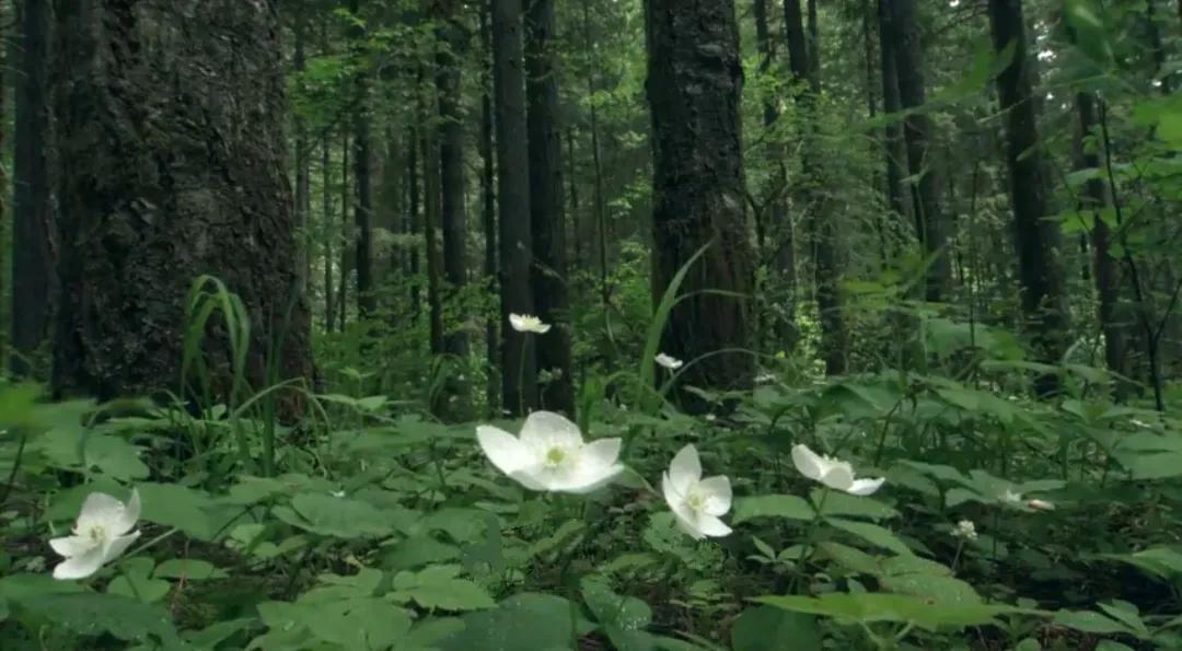 一首唐诗送给所有想要躺平的人，拒绝摆烂