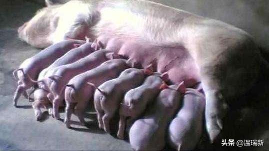 哺乳仔猪腹泻原因和防治措施论文,哺乳仔猪腹泻原因及防治前言