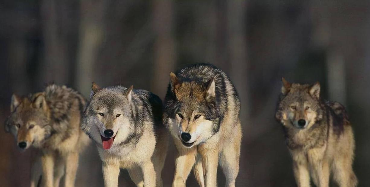 一家创业公司你会怎么做,创业型公司应该怎么创办