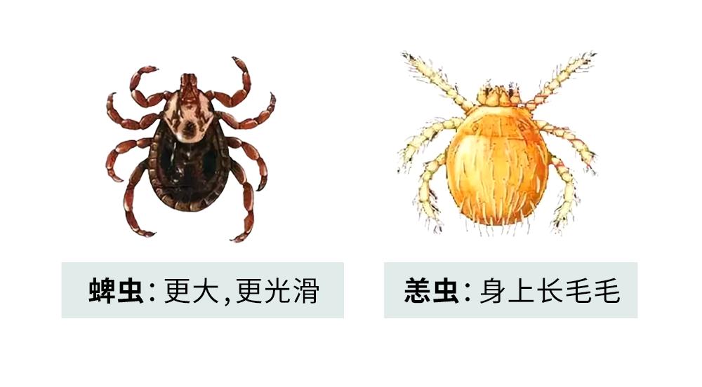 恙虫到底有多可怕？致死率极高