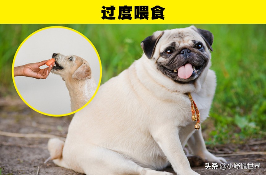 可能会对狗狗带来伤害的10种粗心大意的行为